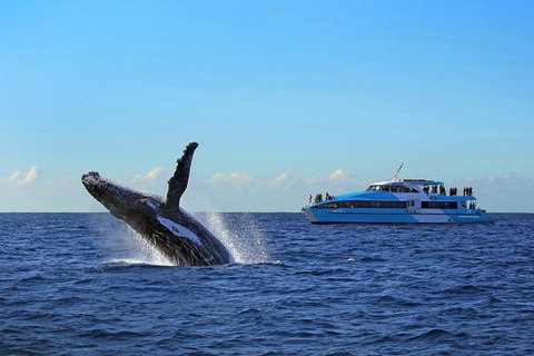 Sydney Whale-Watching Cruise - Accommodation Port Macquarie 5
