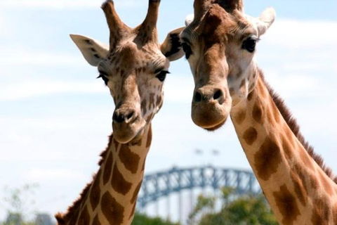 Sydney Harbour Ferry With Taronga Zoo Entry Ticket - Accommodation Port Macquarie 1