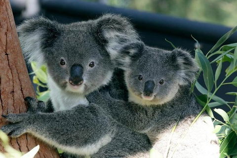 Sydney Harbour Ferry With Taronga Zoo Entry Ticket - Accommodation Port Macquarie 3