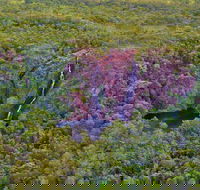 Litchfield Park  Daly River - Scenic Flight From Darwin - Accommodation Port Macquarie