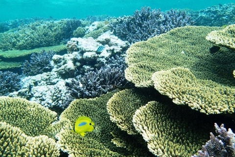 Abrolhos Islands Scenic Flight & Snorkel Adventure From Perth - Accommodation Port Macquarie 4