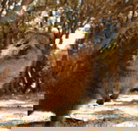 Wave Rock  Rottnest Island - Air  Ground Tour - Accommodation Port Macquarie