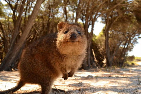 Wave Rock & Rottnest Island - Air & Ground Tour - Accommodation Port Macquarie 0