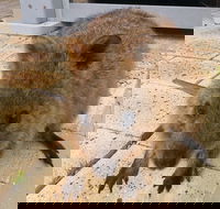 Wave Rock Pinnacles and Rottnest One Day Aeroplane Tour - Accommodation Port Macquarie