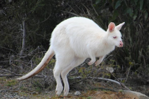 Small-Group Day Trip From Hobart To Bruny Island - Accommodation Port Macquarie 2