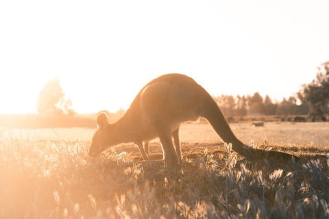 Small Group - 12 Apostles, Otways & Great Ocean Road Day Tour From Melbourne - Accommodation Port Macquarie 0
