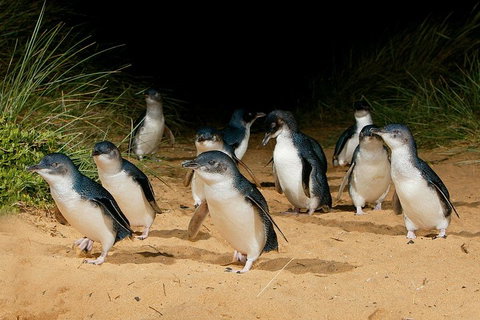 Small Group - Phillip Island Hike & Penguin Parade Day Tour From Melbourne - Accommodation Port Macquarie 1