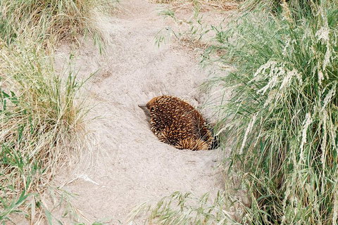 Small Group - Phillip Island Hike & Penguin Parade Day Tour From Melbourne - Accommodation Port Macquarie 3