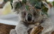 Small Group - Phillip Island Hike & Penguin Parade Day Tour From Melbourne - thumb 4