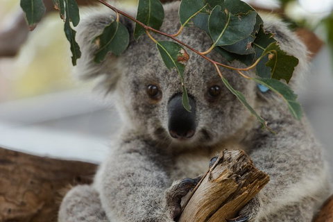 Small Group - Phillip Island Hike & Penguin Parade Day Tour From Melbourne - Accommodation Port Macquarie 4