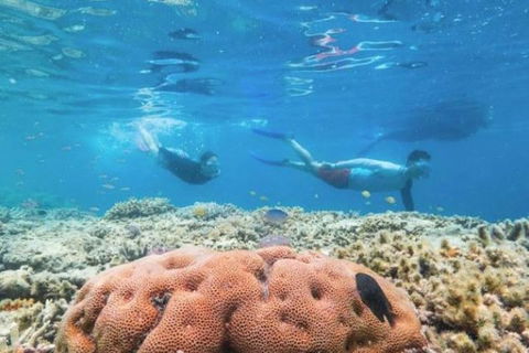 Great Barrier Reef Day Cruise To Reefworld - Accommodation Port Macquarie 1