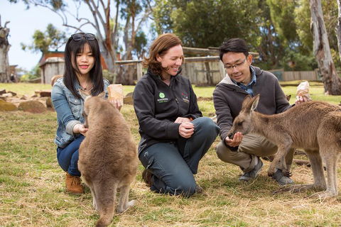 Bonorong Wildlife Park And Richmond Afternoon Tour From Hobart - Accommodation Port Macquarie 1