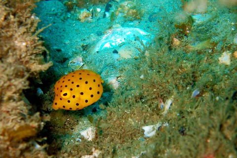 Wave Break Island Scuba Diving On The Gold Coast - Accommodation Port Macquarie 3