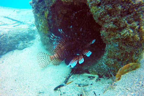 Wave Break Island Scuba Diving On The Gold Coast - Accommodation Port Macquarie 5