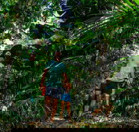 Full Day Daintree Rainforest and Mossman Gorge Tour - Accommodation Port Macquarie