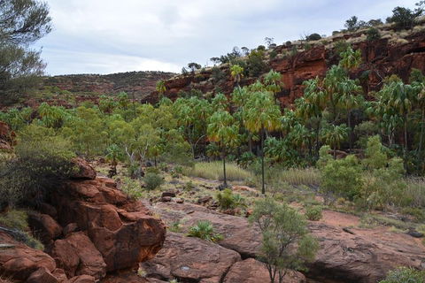 Palm Valley And Hermannsburg 1 Day 4WD Tour - Accommodation Port Macquarie 4