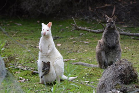 Full-Day Guided Bruny Island Tour From Hobart - Accommodation Port Macquarie 0
