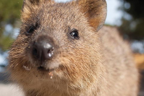 Seaplane Flights Perth To Rottnest Island And Return - Accommodation Port Macquarie 2