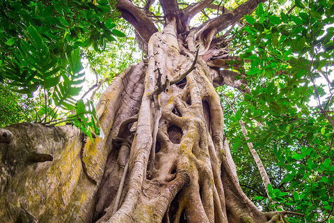 Mossman Gorge Adventure Day - Accommodation Port Macquarie 1