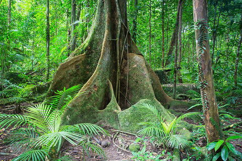 Mossman Gorge Adventure Day - Accommodation Port Macquarie 4