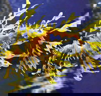 SEA LIFE Melbourne Aquarium Admission Ticket - Accommodation Port Macquarie