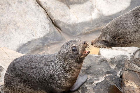 Kangaroo Island Luxury Small Group 'Flinders Chase Focus' Full Day Tour - Accommodation Port Macquarie 2