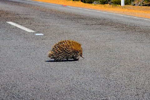 Kangaroo Island Luxury Small Group 'Flinders Chase Focus' Full Day Tour - Accommodation Port Macquarie 3