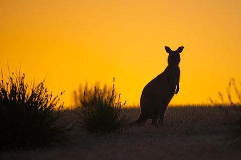 Kangaroo Island Luxury Small Group 'Flinders Chase Focus' Full Day Tour - Accommodation Port Macquarie 5