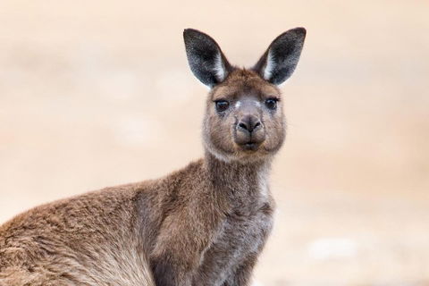 Kangaroo Island Luxury Small Group 'East End Explorer' Full Day Tour - Accommodation Port Macquarie 1