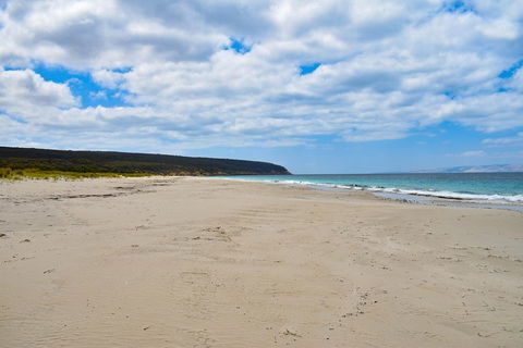 Kangaroo Island Luxury Small Group 'East End Explorer' Full Day Tour - Accommodation Port Macquarie 3