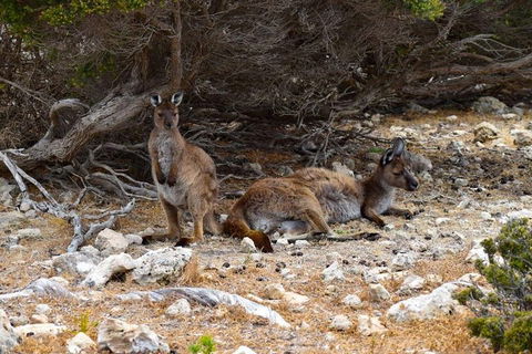 Kangaroo Island Luxury Small Group 'East End Explorer' Full Day Tour - Accommodation Port Macquarie 4