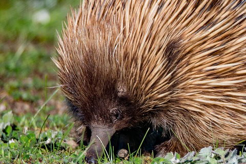 Kangaroo Island Luxury Small Group 'East End Explorer' Full Day Tour - Accommodation Port Macquarie 5