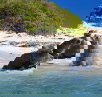 Dolphin Penguin and Sea Lion Cruise - Accommodation Port Macquarie