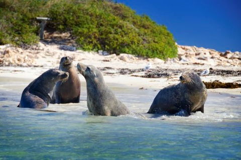 Dolphin, Penguin And Sea Lion Cruise - Accommodation Port Macquarie 0