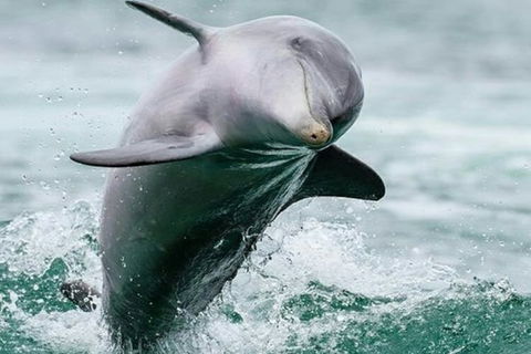 Dolphin, Penguin And Sea Lion Cruise - Accommodation Port Macquarie 2