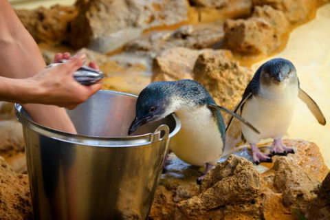 Dolphin, Penguin And Sea Lion Cruise - Accommodation Port Macquarie 3