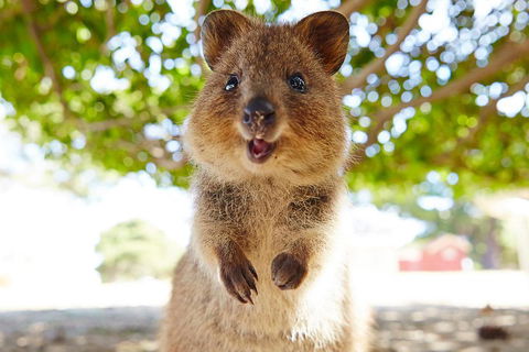 Discover Rottnest With Ferry & Bus Tour From Perth Or Fremantle - Accommodation Port Macquarie 0