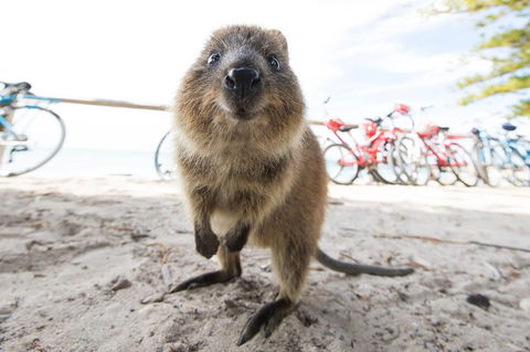Rottnest Island Round-Trip Ferry From Perth Or Fremantle - Accommodation Port Macquarie 3
