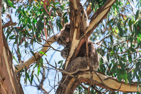Full-Day Great Ocean Road And 12 Apostles Sunset Tour From Melbourne - Accommodation Port Macquarie 2