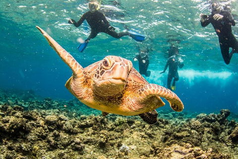 Great Barrier Reef Diving And Snorkeling Cruise From Cairns - Accommodation Port Macquarie 3