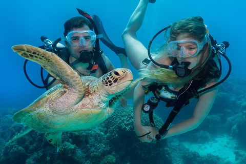 Great Barrier Reef Diving And Snorkeling Cruise From Cairns - Accommodation Port Macquarie 4