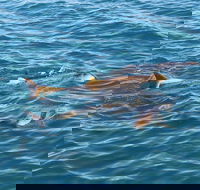 Roebuck Bay Snubfin Dolphin Cruise - Accommodation Port Macquarie