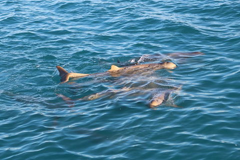 Roebuck Bay Snubfin Dolphin Cruise - Accommodation Port Macquarie 0