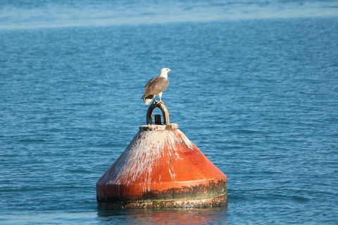 Roebuck Bay Snubfin Dolphin Cruise - Accommodation Port Macquarie 1