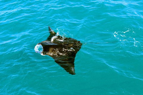 Roebuck Bay Snubfin Dolphin Cruise - Accommodation Port Macquarie 5