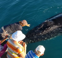 AOC Whale Watching from Broome - Accommodation Port Macquarie