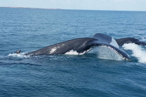 AOC Whale Watching From Broome - Accommodation Port Macquarie 1