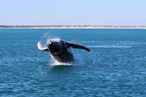 AOC Whale Watching From Broome - Accommodation Port Macquarie 2