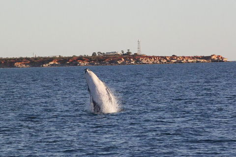 AOC Whale Watching From Broome - Accommodation Port Macquarie 3