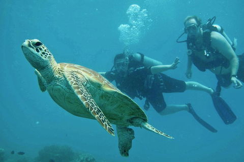 Ocean Freedom Great Barrier Reef Personal Luxury Snorkel & Dive Cruise, Cairns - Accommodation Port Macquarie 4